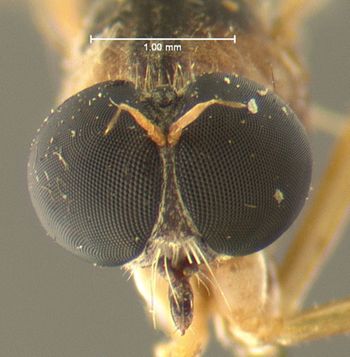 Media type: image;   Entomology 12738 Aspect: head frontal view